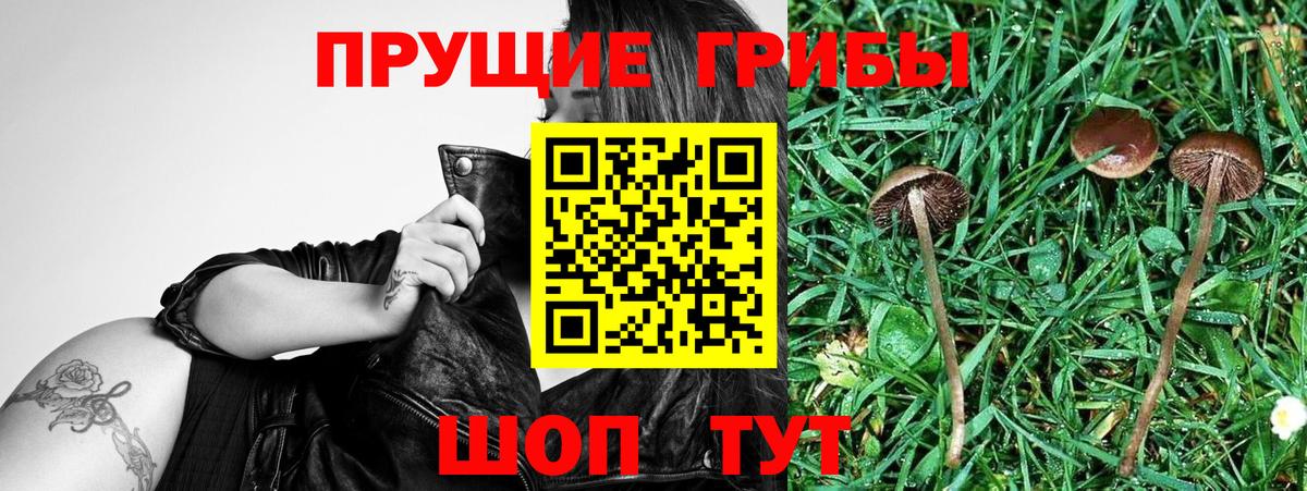 Псилоцибиновые грибы Psilocybe  Вход с VPN  даркнет сайт  Владимир 